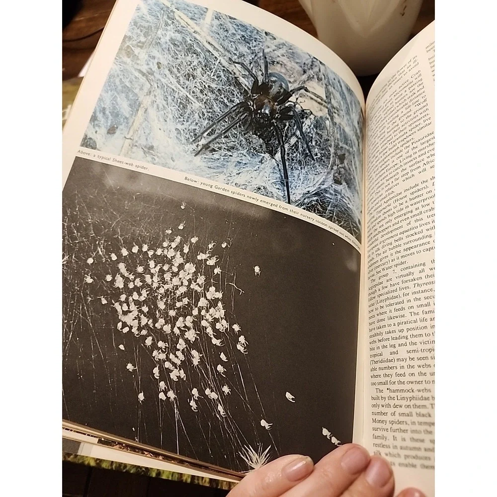 Encyclopedia of the Animal World Vol 18 Vtg 1972 Shape - Starfishes